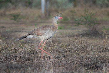 Brazilian Savannah Bird  / 
The birds of Brazil are very beautiful and have many colors