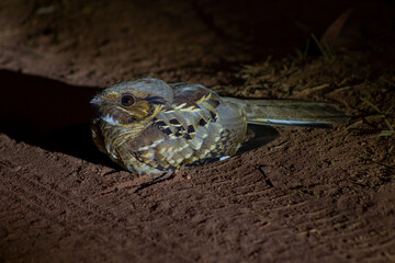 Brazilian Savannah Bird  / 
The birds of Brazil are very beautiful and have many colors
