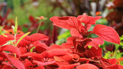 赤い葉 秋の葉 観葉植物　