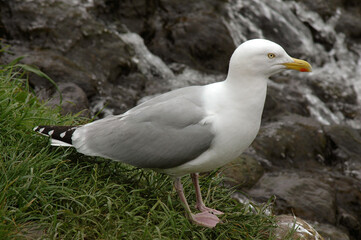 Goéland argenté,.Larus argentatus, European Herring Gull,