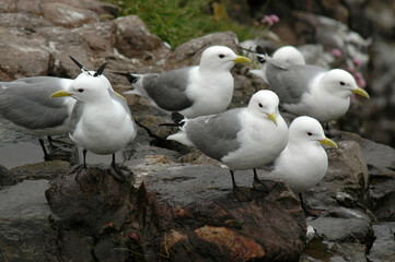 Mouette tridactyle,.Rissa tridactyla, Black legged Kittiwake, boisson , ruisseau