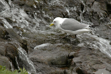 Mouette tridactyle,.Rissa tridactyla, Black legged Kittiwake, boisson , ruisseau