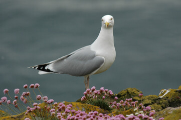 Goéland argenté,.Larus argentatus, European Herring Gull, Armérie maritime, Armeria maritima