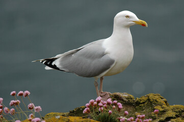 Goéland argenté,.Larus argentatus, European Herring Gull, Armérie maritime, Armeria maritima