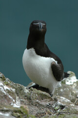 Pingouin torda, Petit Pingouin.Alca torda, Razorbill