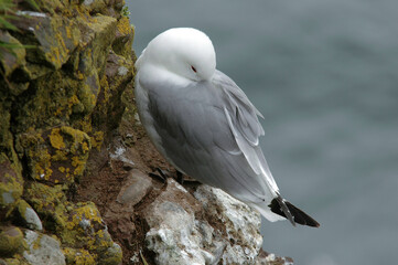 Mouette tridactyle,.Rissa tridactyla, Black legged Kittiwake, nid