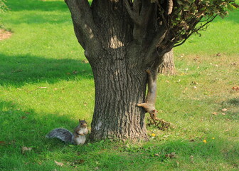 カナダの公園にいるリス