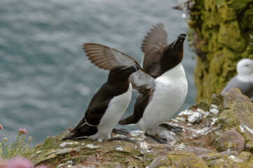 Pingouin torda, Petit Pingouin, .Alca torda, Razorbill, nid