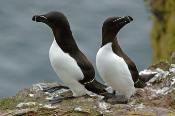 Pingouin torda, Petit Pingouin, .Alca torda, Razorbill, nid