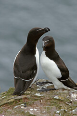 Pingouin torda, Petit Pingouin, .Alca torda, Razorbill, nid