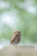 Little owl (Athene noctua) perched on a fence post, kalkense meersen, Belgium