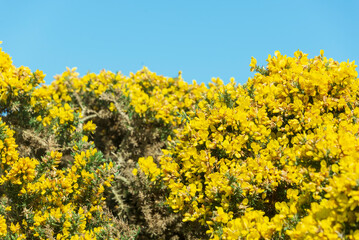 seaside landscape over the cliffs close to Cullen village, Scotland