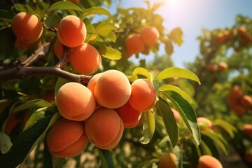 A picture showcasing a bunch of ripe peaches hanging from a tree. Perfect for food and agriculture-related projects.