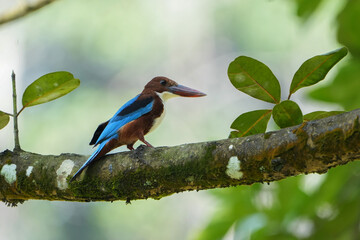 White-throated kingfisher at tree