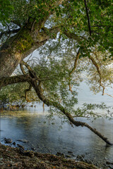 Baumlandschaft am See