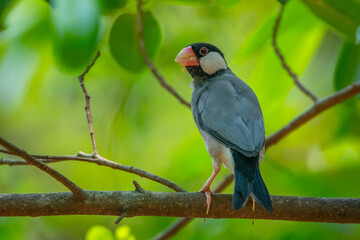 Close up of java finch, Java sparrow, padda oryzivora, over a branch, natural bokeh background 