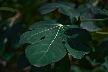 green fig leaf in the foreground