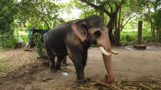 Asian elephants playing on elephant camp 4K stock footage. Kerala elephant camp.
