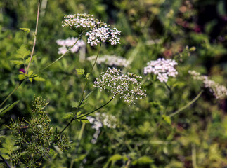 Cow parsley or Anthriscus sylvestris in Latin, also known as wild chervil, wild beaked parsley,...