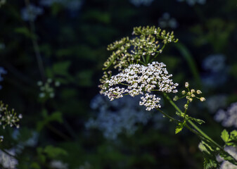 Cow parsley or Anthriscus sylvestris in Latin, also known as wild chervil, wild beaked parsley,...