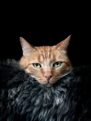 Portrait of ginger cat lying on lambskin on black background. 