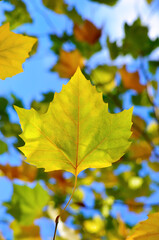 Bright autumn leaves in the park on tree branches