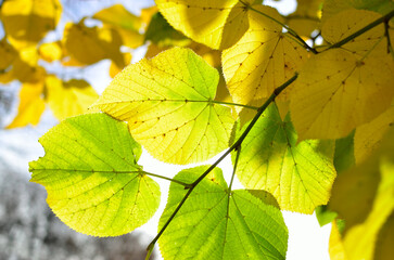 Bright autumn leaves in the park on tree branches