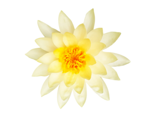 Yellow lotus isolated on transparent background with clipping path or make a selection. png transparency. Beautiful flower and flora or floral. Petal