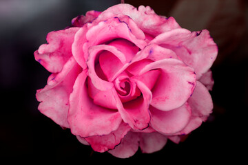 Close up of tenderness rose.Macro photo of fresh rose.