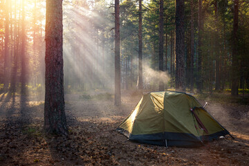 Tourist tent in a pine forest at sunset.