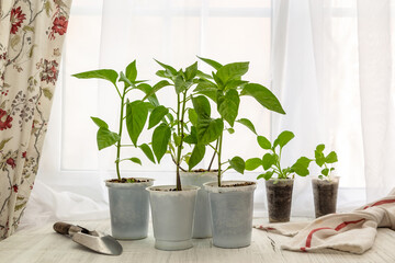 Young seedlings of peppers and flowers on the windowsill. Ecological cultivation of home pepper...