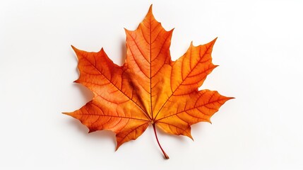Autumn orange maple leaf isoleted on white background. Generative AI