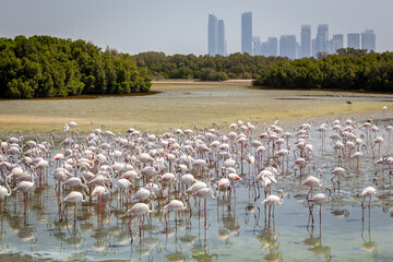 Greater Flamingos (Phoenicopterus roseus) at Ras Al Khor Wildlife Sanctuary in Dubai, wading in lagoon and fishing, with Dubai skyline in the background. © Cleop6atra