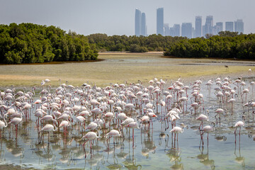 Greater Flamingos (Phoenicopterus roseus) at Ras Al Khor Wildlife Sanctuary in Dubai, wading in lagoon and fishing, with Dubai skyline in the background.