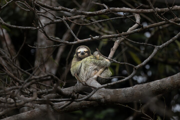 Beautiful animal in natural habitat, Tortuguo National park Brown-throated Three-toed Slorth (bradypus variegatus) relaxing, forest Costa-Rica
