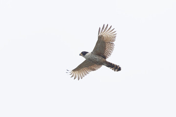 Laughing falcon, Herpetotheres cachinnans, Suerte River, Tortuguero National Park, Costa Rica. Bird in the natural habitat. 