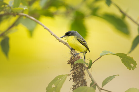 Common tody flycatcher or black fronted tody flycatcher (Todirostrum cinereum) perched on a tree in the Costa-Rican rainforest.  Small bird.  Yellow small bird in natural habitat.