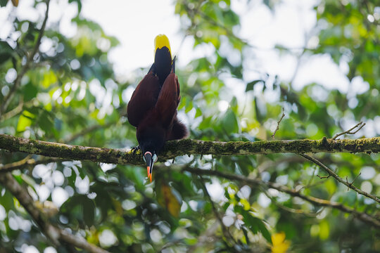 Montezuma oropendola (Psarocolius montezuma) calling, Costa Rica.