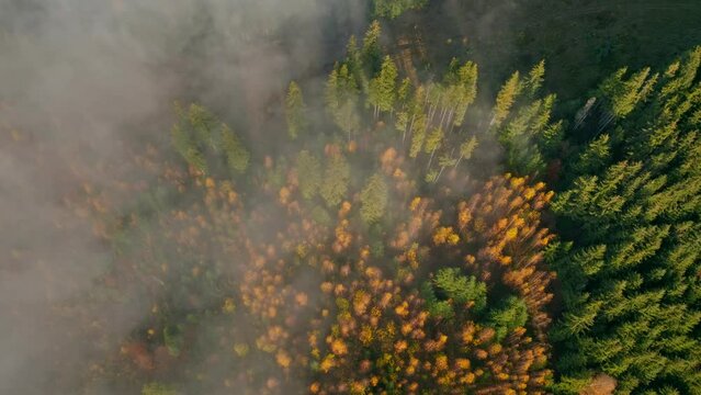 Fly mountains sky fog haze dawn sunrise forest travel beautiful