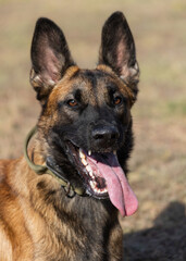 Beautiful angry Aggressive dog Belgian Shepherd Malinois grab criminal's clothes. Service dog training. Dog bites clothes. Angry attack. Evil teeth in grin. Working, Guard dog. Service training