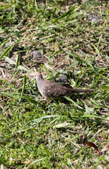 Obraz na płótnie Canvas photo of one barred ground dove
