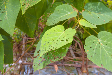 A damaged leaf with holes that are chewed by insects - Leaf with holes, eaten by pests.