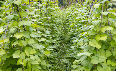 Green bean pods plantation. Fresh green beans growing on a plant in a vegetable garden