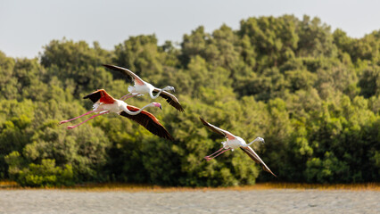 Three Greater Flamingos (Phoenicopterus roseus) flying over mangrove forest in Ras Al Khor Wildlife...