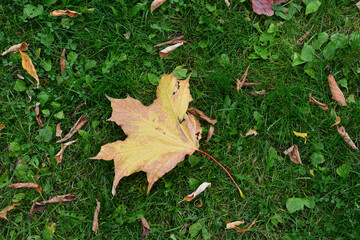 dry maple leaf lying on the green grass isolated copy space