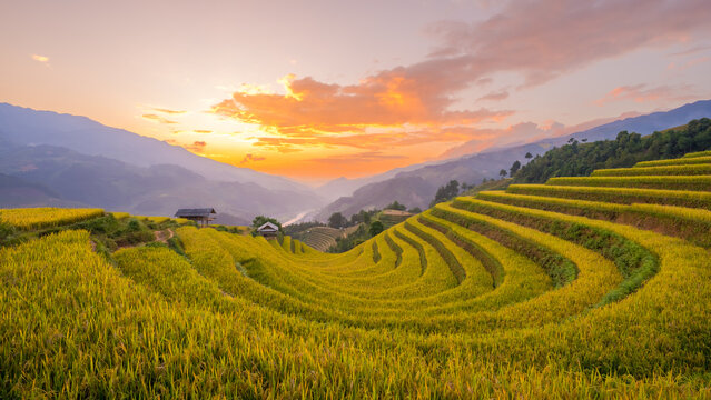 Ripe rice season, Mu Cang Chai terraced fields, Yen Bai Province, Vietnam.
