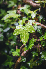 Closeup of ivy leaves with rain droplets