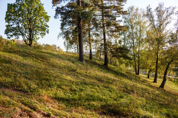 Oak, pine and birch trees growing on a green slope