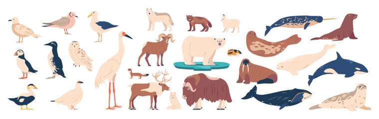 Set Arctic Animals And Birds Including Polar Bear, Musk Ox, Seal, Walrus, Wolf, Polar Fox, Reindeer, Penguin And Ermine