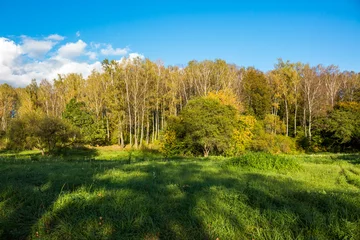 Zelfklevend Fotobehang Beautiful landscape with a view of a birch forest behind a green field © PhotoChur